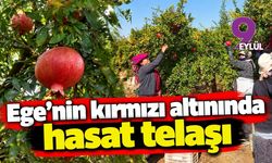 Ege'nin kırmızı altınında hasat telaşı