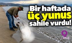Bir haftada üç yunus sahile vurdu!