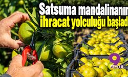 Satsuma mandalinanın ihracat yolculuğu başladı