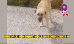 SEN MİSİN KÖPEĞİN ÜSTÜNDEN GEÇEN!
