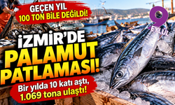 İzmir'de palamut patlaması: 10 katı aştı!