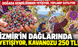 Doğadan toplanıyor, işlenip satışa sunuluyor