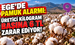 Ege’de pamuk alarmı: Üretici kilogram başına 6 TL zarar ediyor!