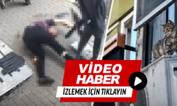 Yavru kedi için can verdi!