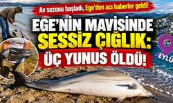 İzmir ve Kuşadası kıyılarında yunus ölümleri: Üç can kaybı!
