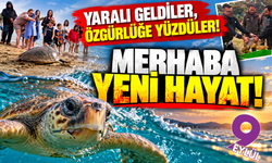 İzmir'de 4 caretta caretta özgürlüğüne kavuştu