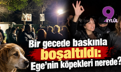 Bir gecede baskınla boşaltıldı: Ege’nin köpekleri nerede?