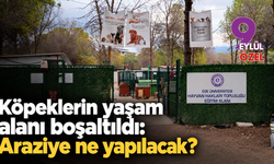 Köpeklerin yaşam alanı boşaltıldı: Araziye ne yapılacak?