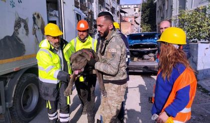 İzmir Büyükşehir Belediyesi depremde etkilenen hayvanları unutmadı