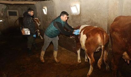 Elazığ'da 67 bin hayvan şap hastalığına karşı aşılandı
