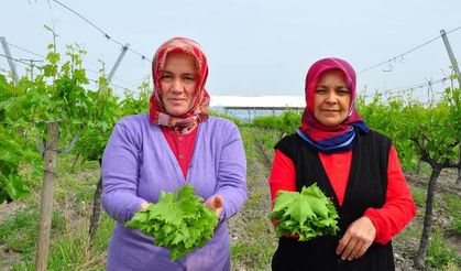 Manisa'nın asma yaprağı tescillendi