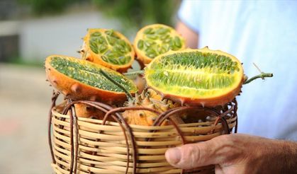 Antalya'da tropikal meyve kiwano üreticiye gelir kapısı oldu