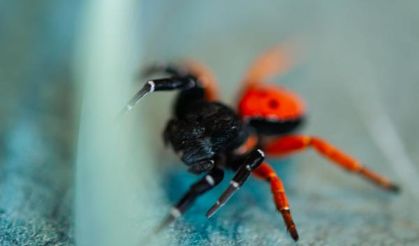 Prof. Dr. Demir: Uğur böceği örümceği zehirli değil