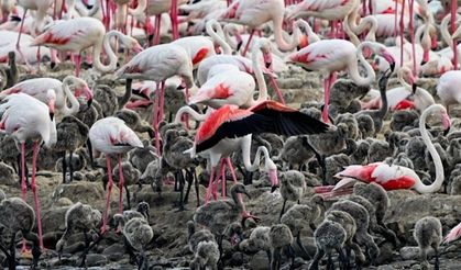 Binlerce flamingo yavrumuz oldu