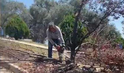 Bornova'da ağaç kesimine tepki