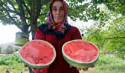 Kocaeli'nin karpuz tohumu üreticilere teslim ediliyor