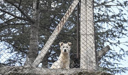 Hastalık taşıyan köpeklerin kente getirildiği iddialarına açıklama