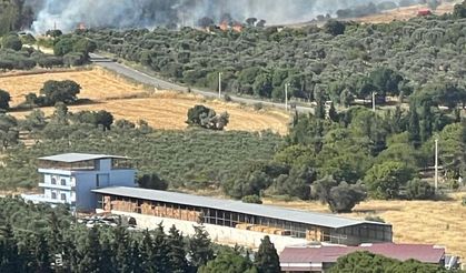 Foça'da araçtan atılan izmarit, yangına yol açtı