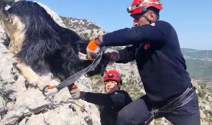 Kayalıklarda mahsur kalan keçiler kurtarıldı