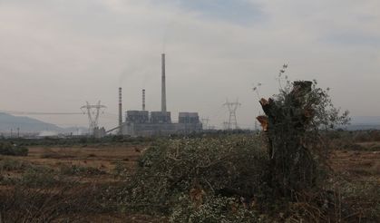 Yeni zeytin fidanlarıyla beraber köylülerin umutları da yeşerdi