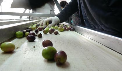 Zeytinde dünya lideriyiz