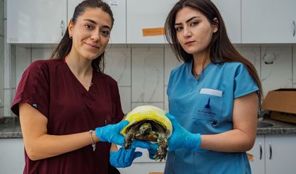 İzmir'de orman yangınından kurtarılan kaplumbağa tedavi altında!
