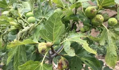 Tire’de incir sezonu ücretleri açıklandı: Bekçi işçiye 90 bin TL