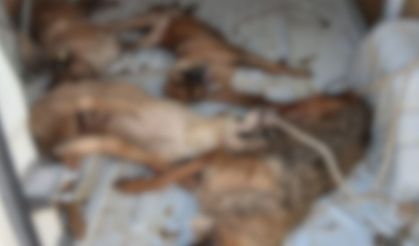 Dikili'de hayvan nakli sırasında 4 can dostu hayatını kaybetti: Veteriner İşleri Müdürü görevden alındı!