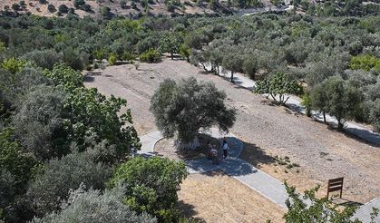 1316 yaşındaki anıt zeytin ağacı bereket saçmaya devam ediyor