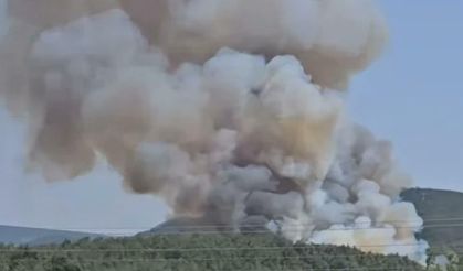 Menderes'te korkutan orman yangını