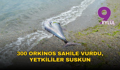 300 orkinos sahile vurdu, yetkililer suskun