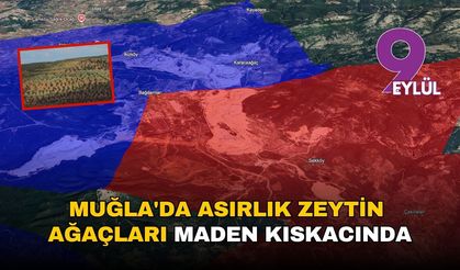 Muğla'da asırlık zeytin ağaçları maden kıskacında