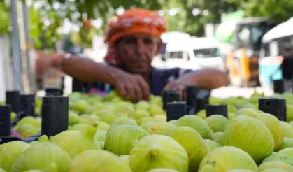 Torbalı’nın Bardakçık inciri dünya pazarına açıldı