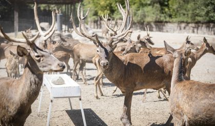 Kızıl geyik Paşa Doğal Yaşam Parkı’nda yeni hayatına başladı