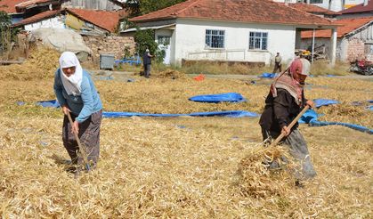 Manisa’nın yayla fasulyesi Türkiye’ye yayılıyor