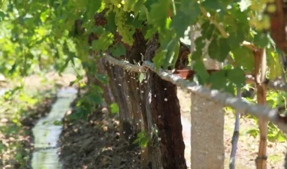 İzmir’de tarıma hayat veren proje: Elektronik sayaçlarla tasarruf sağlandı