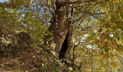 Aydın'da mahalleliden dev çınar ağacı için tescil isteği