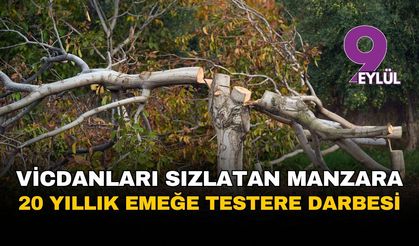 İzmir'de vicdanları sızlatan manzara: 20 yıllık emeğe testere darbesi