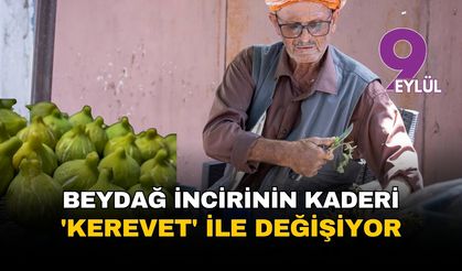Beydağ incirinin kaderi 'kerevet' ile değişiyor: İBB'den üreticiye 1034 kasalık 'kalite' desteği
