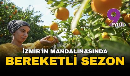 İzmir'in satsuma mandalinasında bereketli sezon: Üreticinin yüzü rekolteyle güldü