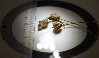 Emekli öğretmenin merakı bilim dünyasını şaşırttı: Anadolu’nun yeni hazinesi "Çameli Pelemiri"