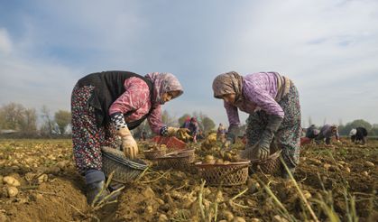 Ödemiş Ovası’nda sarı altın mesaisi: Atalık tohumlar toprakla buluşup sofralara bereket taşıyor
