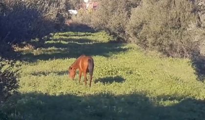 Kuşadası’nda doğanın özgür ruhları şehre indi: Yılkı atları Güzelçamlı sokaklarında