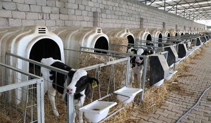 Hayvancılığa 81 milyar liralık destek
