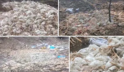 Tavuk katliamı! Ormana atıldı