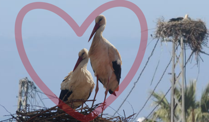 Leylek "Efe" ile eşi "Ada" Kuşadası'nda buluştu