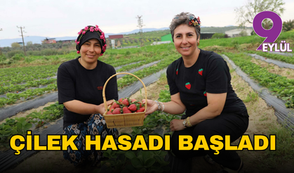 İzmir'de organik çilek hasadı başladı