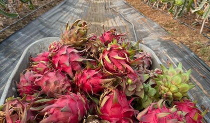 Tropikal serada yapay zeka devrimi