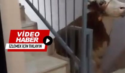 Kurbanı kesmek için 6’ıncı kata çıkardı
