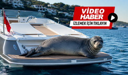 Akdeniz Foku'nun motoryat keyfi